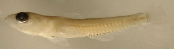 Image of Seminole goby