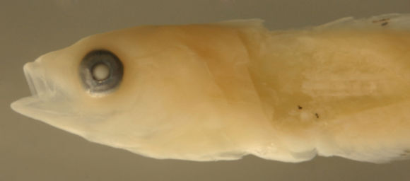 Image of Doratonotus