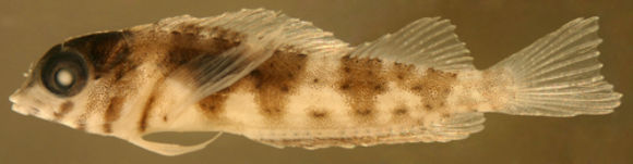 Sivun Malacoctenus aurolineatus Smith 1957 kuva