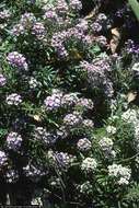 Image of sweet alyssum