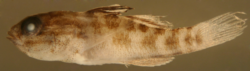 صورة Lophogobius