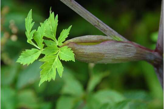 Image of filmy angelica