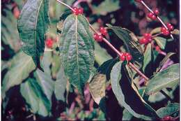 Image of Amur honeysuckle