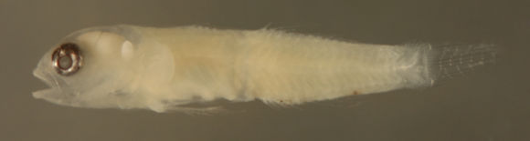 Image of Semiscaled Goby