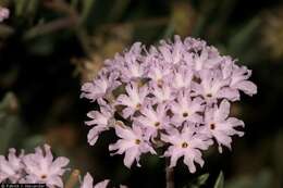 Image of purple sand verbena