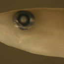 Image of Stippled wormfish