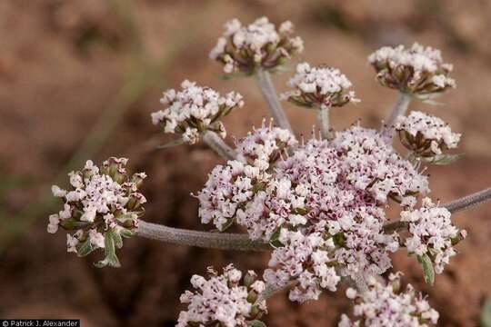 Image of Nevada biscuitroot