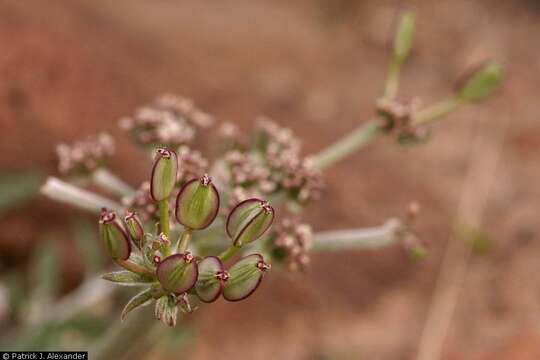 Image of Nevada biscuitroot