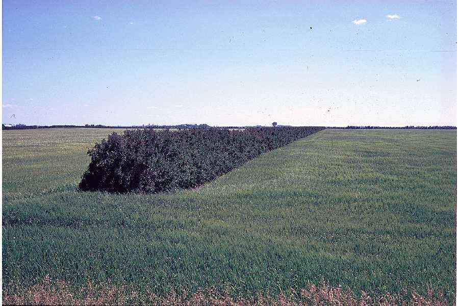 Image of honeysuckle