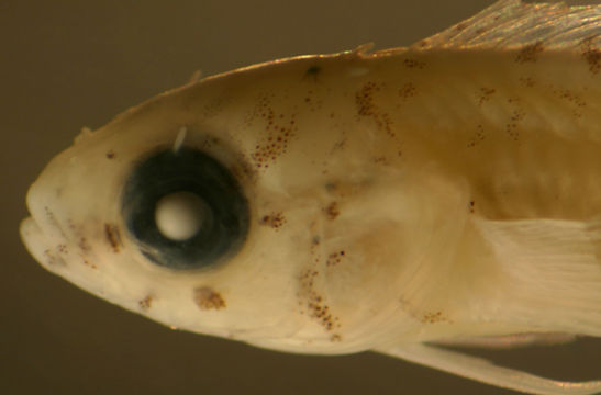 Image of Rosy Blenny