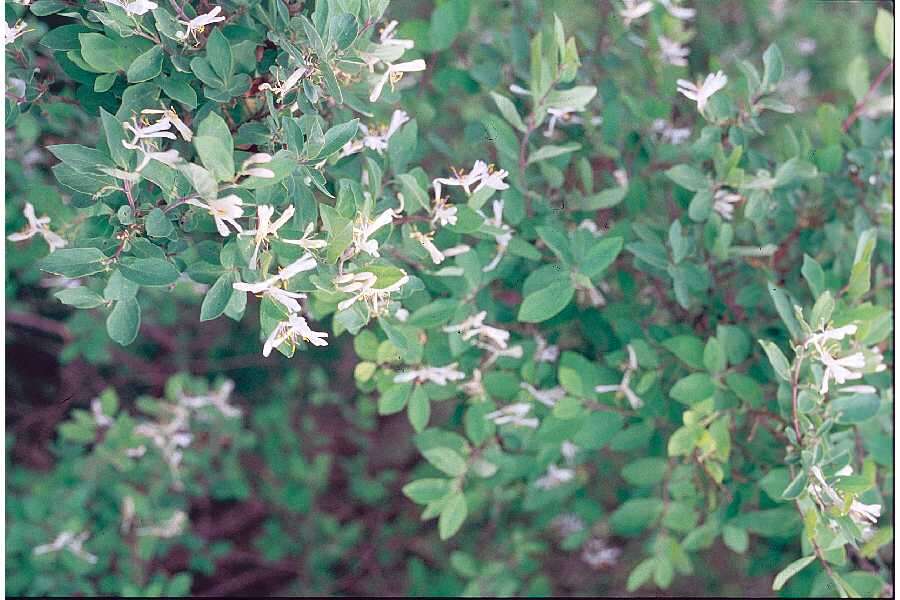 Image of honeysuckle