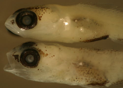 Image of Masked Goby