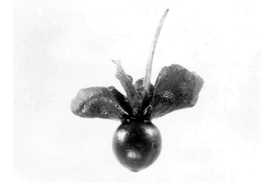 Image of honeysuckle