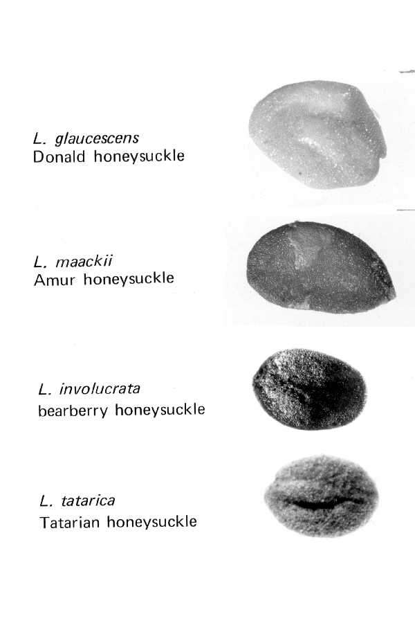 Image of honeysuckle