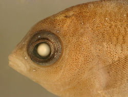 Image of Threespot Damselfish