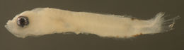 Image of labrisomid blennies