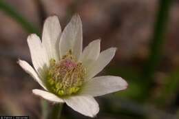 Image of tuber anemone