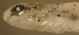 Image of Darter Goby