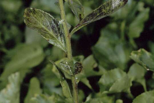 Image of downy lobelia