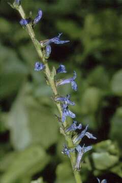 Image de Lobelia puberula Michx.