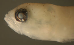 صورة Tigrigobius gemmatus (Ginsburg 1939)