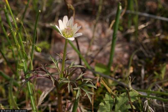 Image of tuber anemone