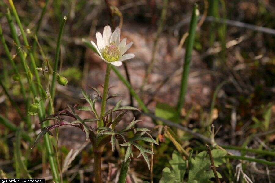 Anemone tuberosa Rydb. resmi