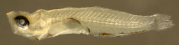 Image of Island Goby