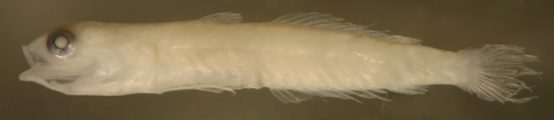 Image of Comma goby