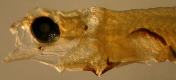 Image of Island Goby