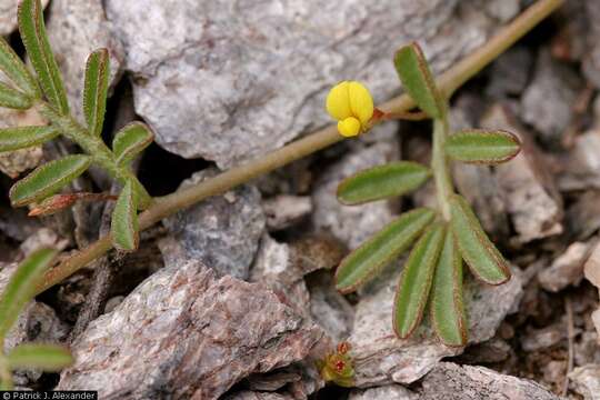 Image of strigose bird's-foot trefoil