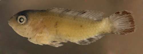 Image of Bucktooth Parrotfish