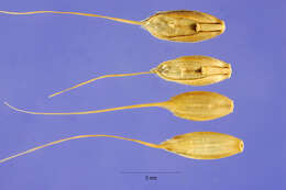 Image of Darnel ryegrass