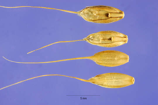 Image of Darnel ryegrass