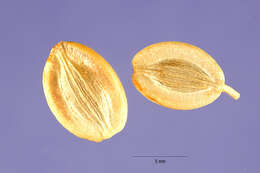 Image de Lomatium utriculatum (Nutt. ex Torr. & Gray) Coult. & Rose