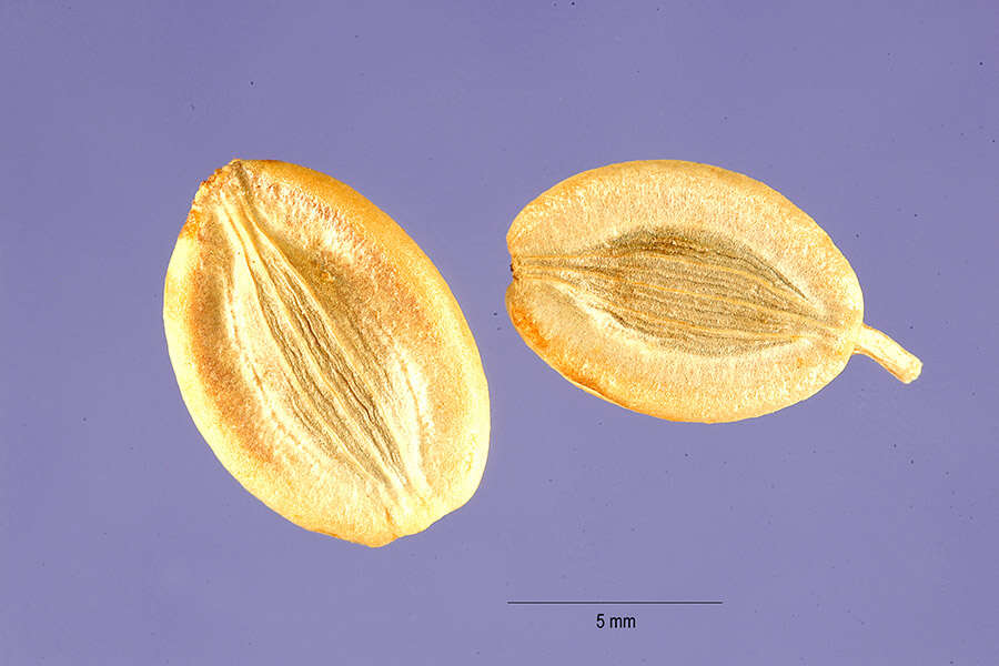 Image de Lomatium utriculatum (Nutt. ex Torr. & Gray) Coult. & Rose