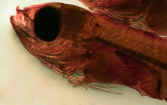 Image of labrisomid blennies