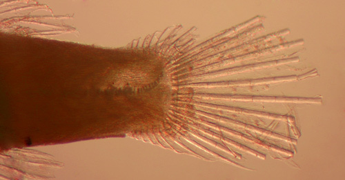 صورة Tigrigobius gemmatus (Ginsburg 1939)