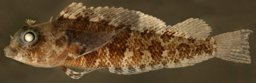 Image of <i>Labrisomus haitiensis</i>