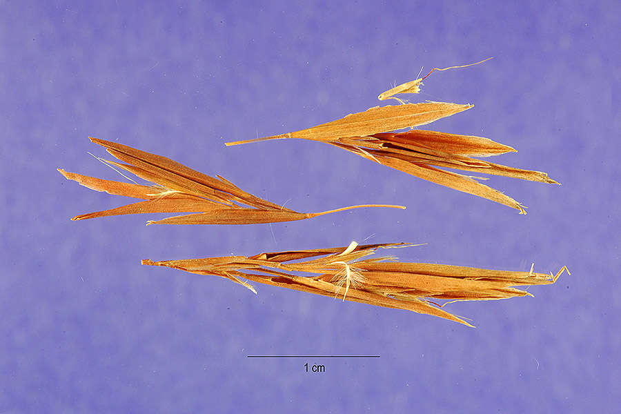 Plancia ëd Andropogon virgatus Desv. ex Ham.