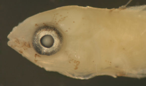 Image of Sparisomatinae