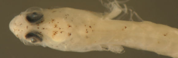 Image of Highfin Goby