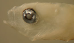 Image of Microgobius signatus Poey 1876