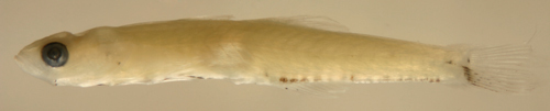 Image of Gobiomorus