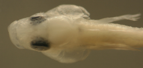 Image of Banded Blenny