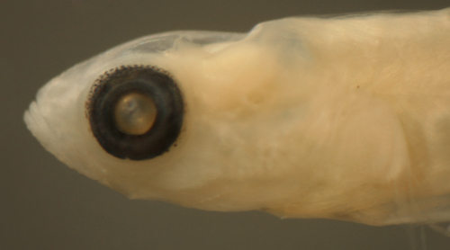 Image of Masked Goby