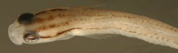 Image of Noronha cleaner goby
