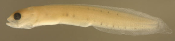 Image of Stathmonotus