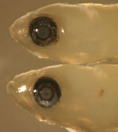 Image of Masked Goby