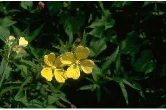 Image of wingleaf primrose-willow